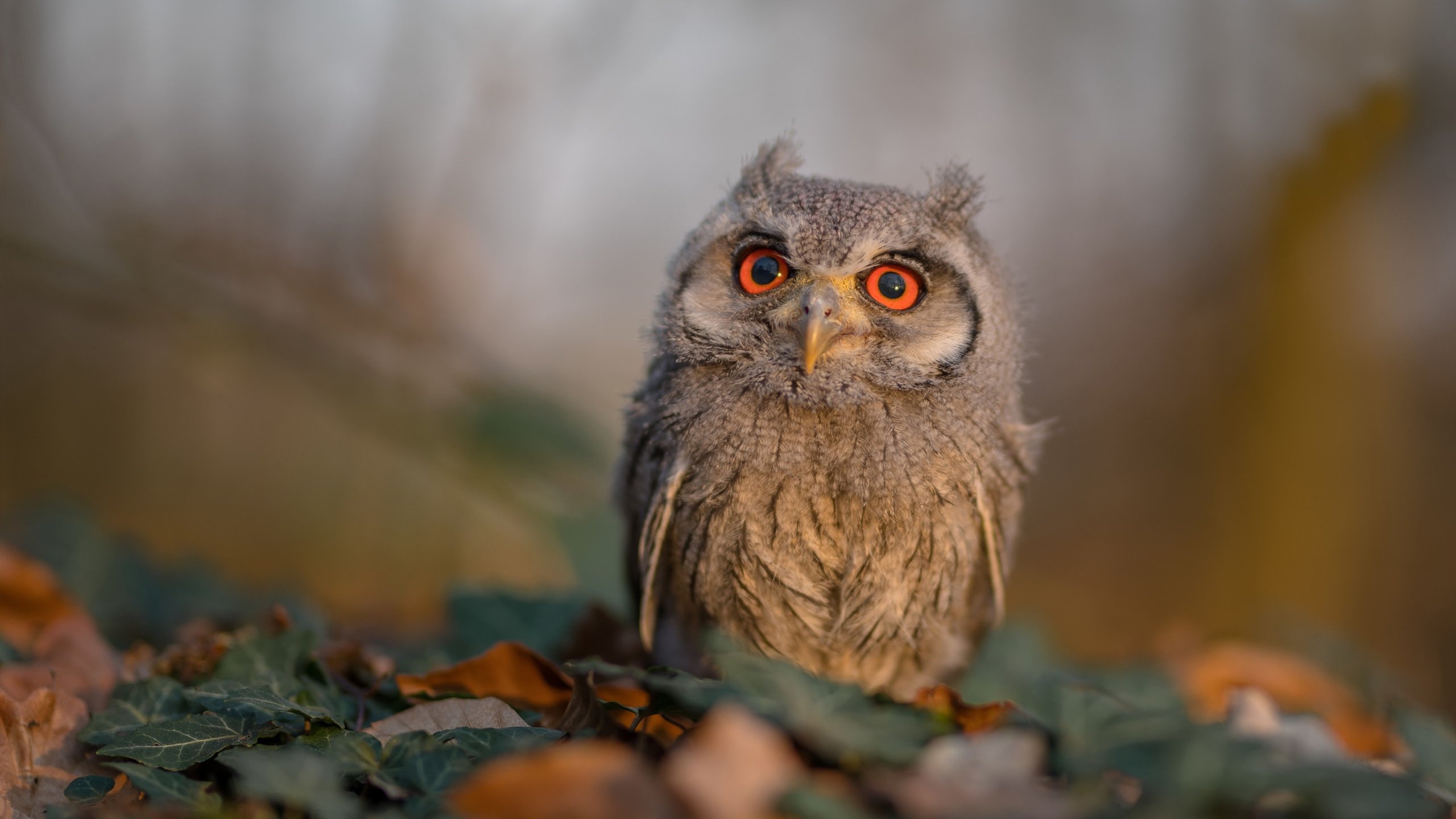 从失败中崛起：他们是如何逆转局势的？，从失败中站起来