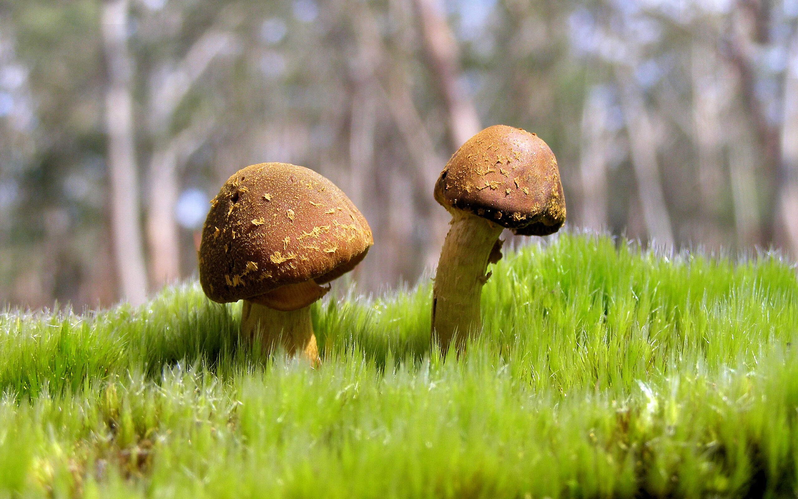 开云网址入口-“泥泞角逐:越野赛段的血性拼搏”,越野经验泥泞路驾驶