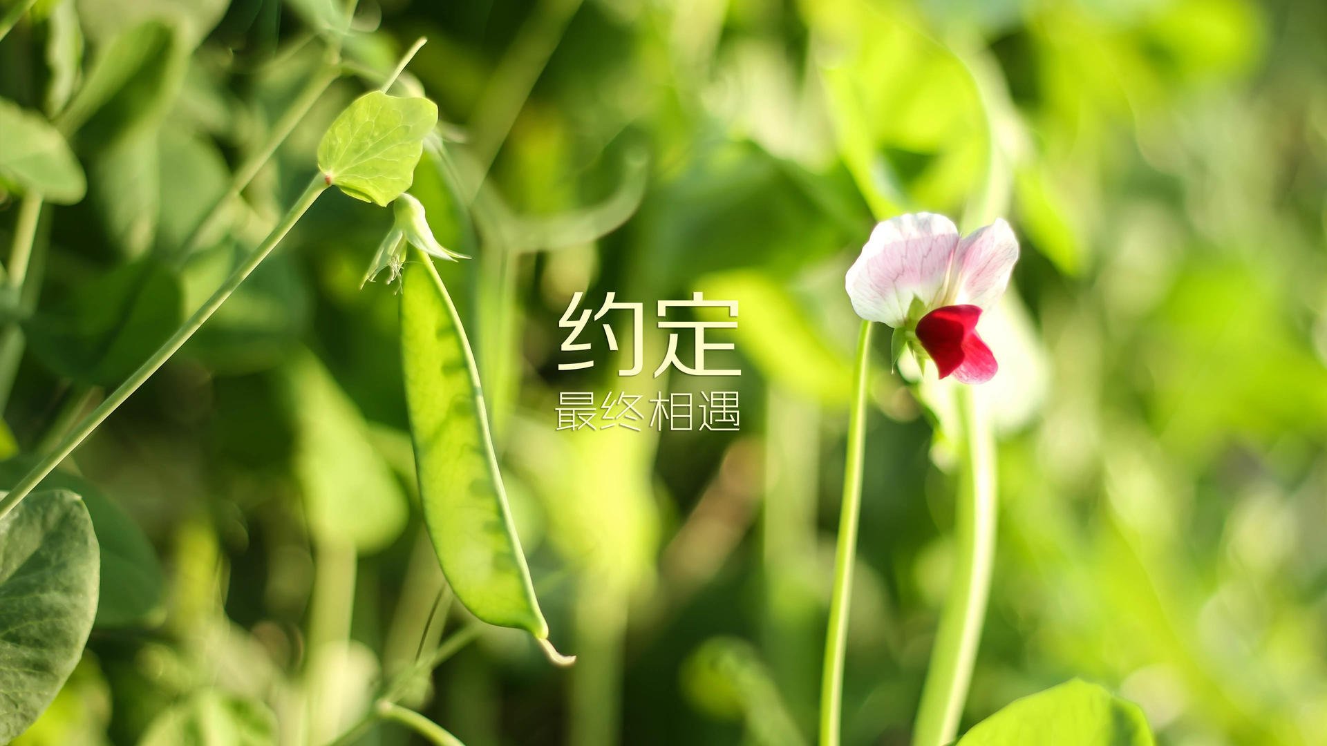 《赛场外的故事:幕后工作人员的平凡与执着》,赛场内外的英文